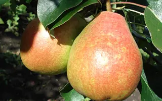 Николай Крюгер 