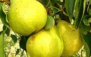 Золотоворотская 