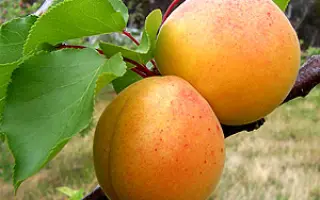 Киевский красень 