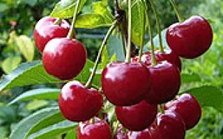 Шпанка Крупноплодная 