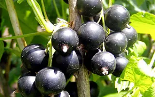 Черешневая 