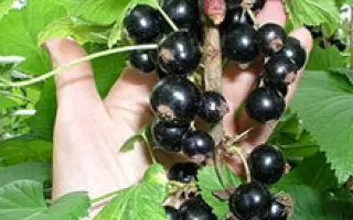 Юбилейная Копаня 