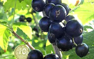 Краса Львова 