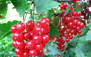 Джонкер Ван Тетс 