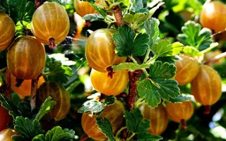 Золотистый 