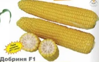 Добриня F1 / Dobrinya F1