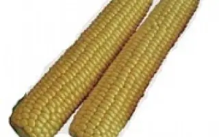 Рання Насолода F1