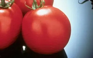 Шаста F1 / Shasta F1