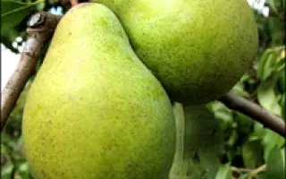 Городищенская