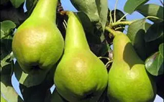 Зимняя Млиевская