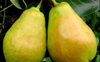 Корсунская	