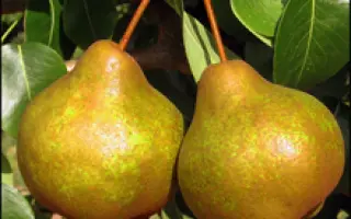 Платоновская	