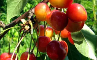 Легенда Млиева