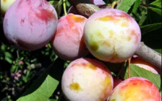 Память матери