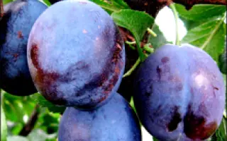 Сентябрьская