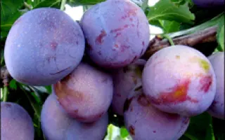 Оригинальная