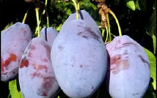 Трудивныця Млиева