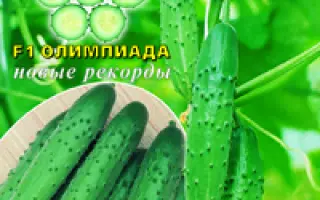 Олимпиада F1 