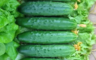 Эстафета  F1 