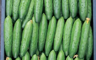 Каравелла  F1 