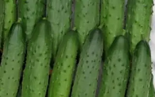 Северное сияние F1 