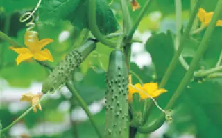 Гладиатор F1 