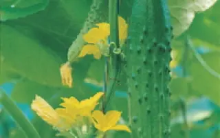 Горностай F1