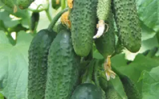 Богатырская сила F1 