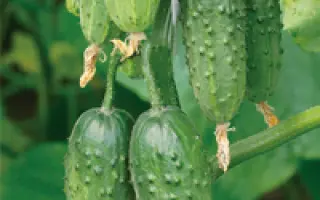 Будь здоров F1 