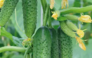 Буревестник F1 