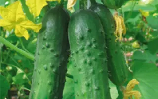 Зеленая волна F1 