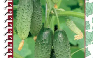 Изумрудный город F1 