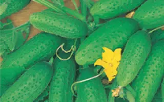 Мальчик с пальчик F1 