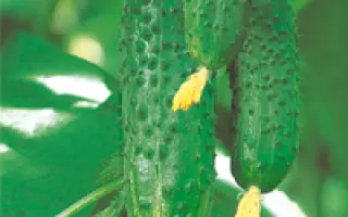 Марьина роща F1 