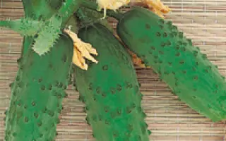 Три танкиста F1 