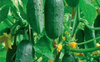 Охотный ряд F1 