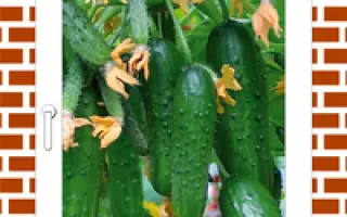 Балконный F1 