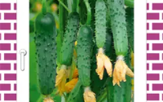 Городской огурчик F1 