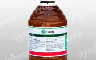 Прима / Пріма