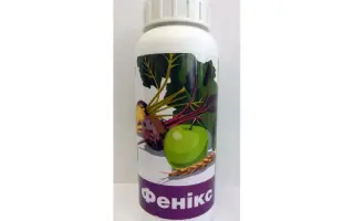 Феникс