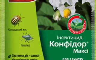 Конфидор Макси / Конфідор Максі