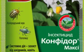 Конфидор Макси / Конфідор Максі