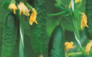 Настоящий полковник F1 