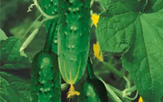 Подмосковные вечера F1 