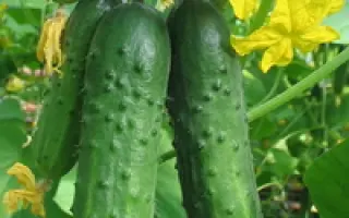 Зеленая волна F1 