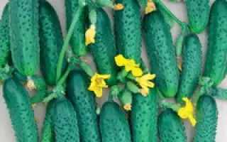 Марьина роща F1 