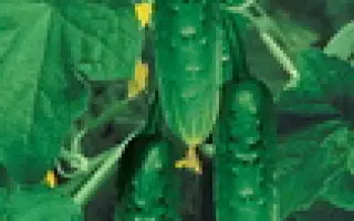 Подмосковные вечера F1 