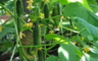  Секрет фирмы F1