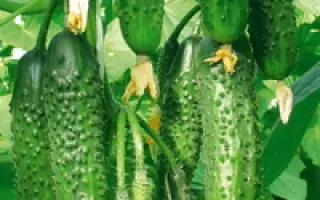  Хит сезона F1