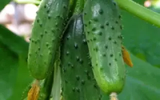 Чистые пруды F1 